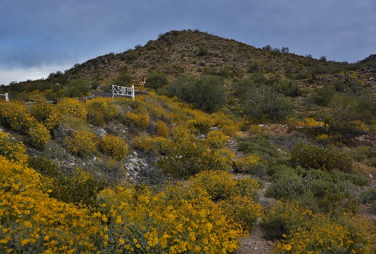 hills with brittlebush